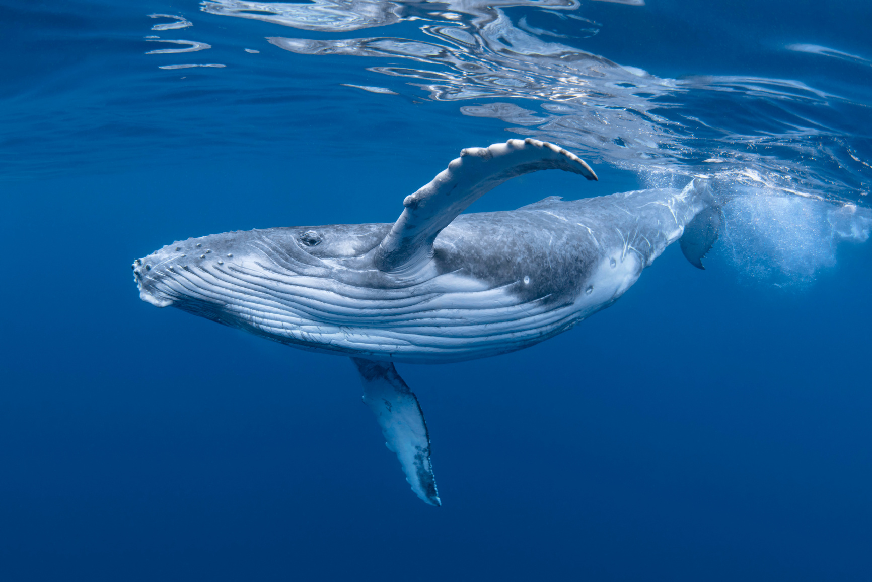 Young Humpback Whale In Blue Water